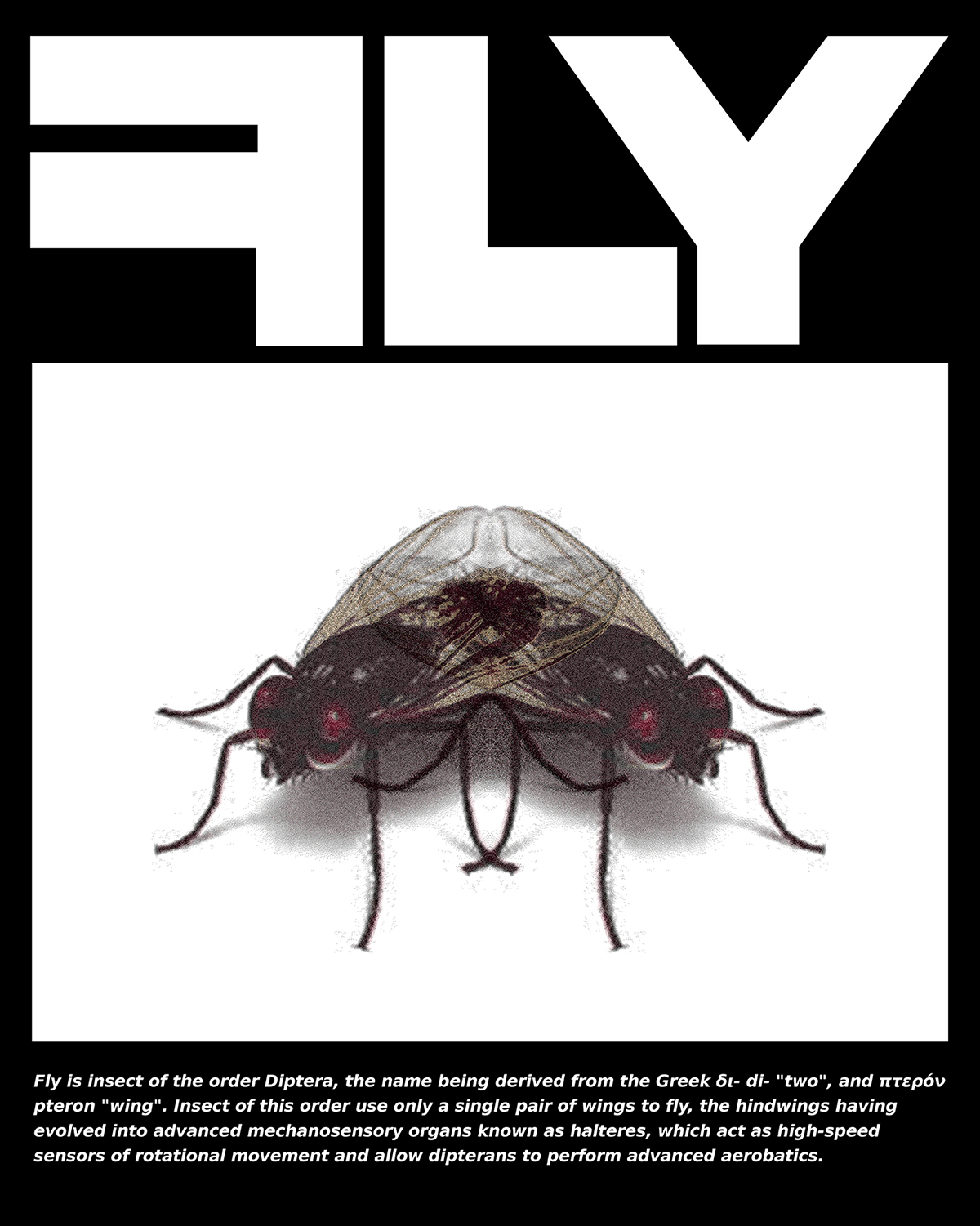 FLY